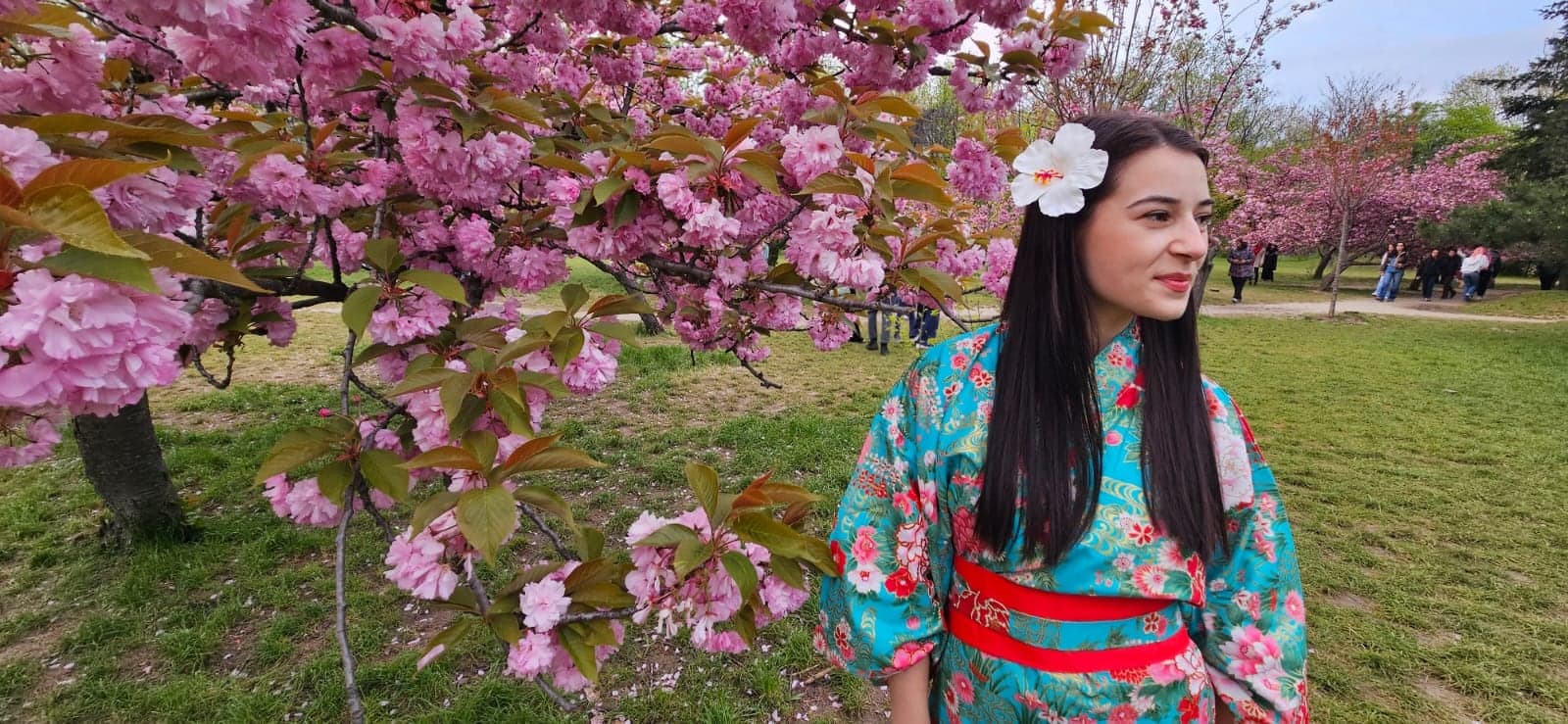 Cireși înfloriți, simbolul Dojo-ului Sakura